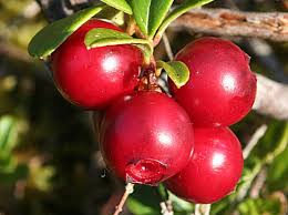 Bearberry Extract