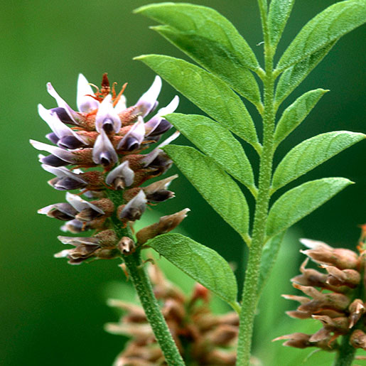 Glycyrrhiza Glabra