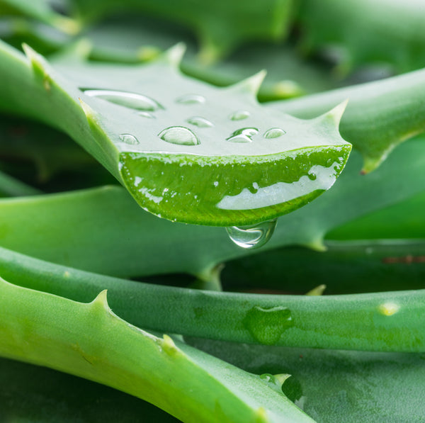 Aloe Barbadensis Leaf Juice