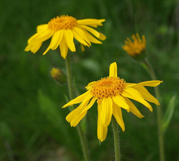 Arnica Montana Extract
