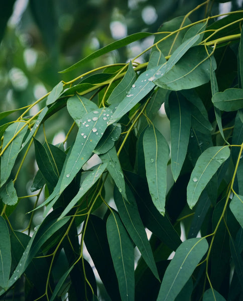 Eucalyptus Globulus Leaf Oil