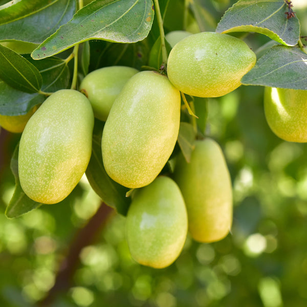 Simmondsia Chinensis