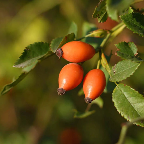 Rosa Canina